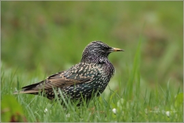 <p>ŠPAČEK OBECNÝ (Sturnus vulgaris) /Common starling - Star/</p>